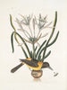Pica luteonigra varia Le Pye jaune et noir Lilio-Narcissus Polianthus Vespa Ichneumon coerulea - Mark Catesby — vy av konstverket