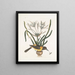 Pica luteonigra varia Le Pye jaune et noir Lilio-Narcissus Polianthus Vespa Ichneumon coerulea - Mark Catesby — inramlat konstverk på väggen