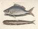 Bilder av fisk, ormar, insekter och andra djur samt vissa växter - Mark Catesby — vy av konstverket
