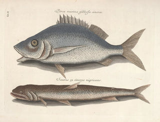 Bilder av fisk, ormar, insekter och andra djur samt vissa växter - Mark Catesby — vy av konstverket