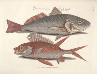 Mark Catesby - Piscium serpentum insectorum aliorumque nonnullorum animalum nec non plantarum quarundam imagines Pl003.webp