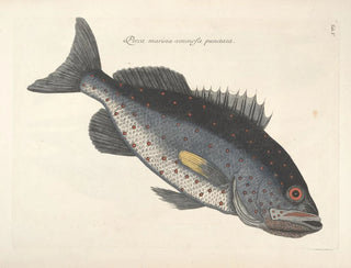 Mark Catesby - Piscium serpentum insectorum aliorumque nonnullorum animalum nec non plantarum quarundam imagines Pl005.webp