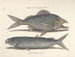 Bilder av fisk, ormar, insekter och andra djur samt vissa växter - Mark Catesby — vy av konstverket