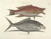 bilder av fisk, ormar, insekter och andra djur samt vissa växter - Mark Catesby — vy av konstverket