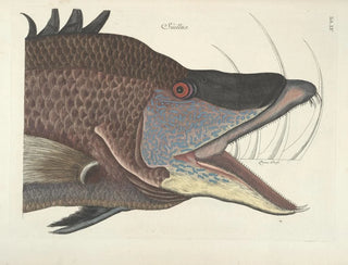 Mark Catesby - Piscium serpentum insectorum aliorumque nonnullorum animalum nec non plantarum quarundam imagines Pl015.webp