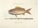 Bilder av fisk, ormar, insekter och andra djur samt vissa växter - Mark Catesby — vy av konstverket