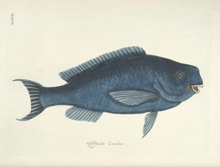 Mark Catesby - Piscium serpentum insectorum aliorumque nonnullorum animalum nec non plantarum quarundam imagines Pl018.webp