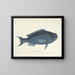 Bilder av fiskar, ormar, insekter och andra djur samt vissa växter - Mark Catesby — inramlat konstverk på väggen