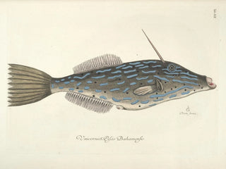 Mark Catesby - Piscium serpentum insectorum aliorumque nonnullorum animalum nec non plantarum quarundam imagines Pl019.webp