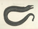 Bilder av fisk, ormar, insekter och andra djur samt vissa växter - Mark Catesby — vy av konstverket