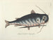 Bilder av fisk, ormar, insekter och andra djur samt vissa växter - Mark Catesby — vy av konstverket
