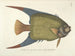 Bilder av fisk, ormar, insekter och andra djur samt vissa växter Pl031 - Mark Catesby — vy av konstverket