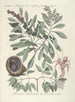 Piscium serpentum insectorum aliorumque nonnullorum animalum nec non plantarum quarundam imagines Pl033 - Mark Catesby — vy av konstverket