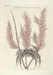 Piscium serpentum insectorum aliorumque nonnullorum animalum nec non plantarum quarundam imagines Pl035 - Mark Catesby — vy av konstverket