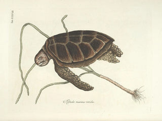 Mark Catesby - Piscium serpentum insectorum aliorumque nonnullorum animalum nec non plantarum quarundam imagines Pl038.webp