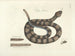 Bilder av fisk, ormar, insekter och andra djur samt vissa växter Pl041 - Mark Catesby — vy av konstverket