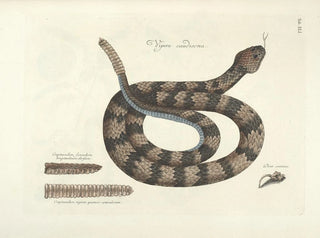Bilder av fisk, ormar, insekter och andra djur samt vissa växter Pl041 - Mark Catesby — vy av konstverket
