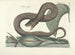 Bilder av fiskar, ormar, insekter och andra djur samt vissa växter Pl045 - Mark Catesby — vy av konstverket