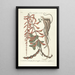 Piscium serpentum insectorum aliorumque nonnullorum animalum nec non plantarum quarundam imagines Pl049 - Mark Catesby — inramlat konstverk på väggen