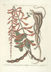 Piscium serpentum insectorum aliorumque nonnullorum animalum nec non plantarum quarundam imagines Pl049 - Mark Catesby — vy av konstverket