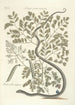 Piscium serpentum insectorum aliorumque nonnullorum animalum nec non plantarum quarundam imagines Pl051 - Mark Catesby — vy av konstverket