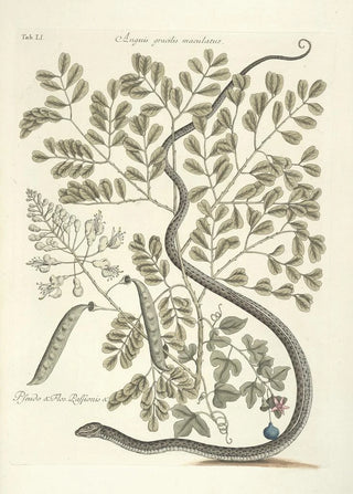 Mark Catesby - Piscium serpentum insectorum aliorumque nonnullorum animalum nec non plantarum quarundam imagines Pl051.webp