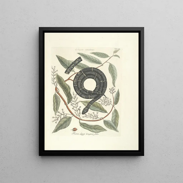 Mark Catesby - Piscium serpentum insectorum aliorumque nonnullorum animalum nec non plantarum quarundam imagines Pl052.webp