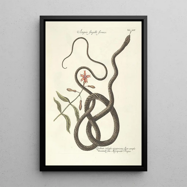 Mark Catesby - Piscium serpentum insectorum aliorumque nonnullorum animalum nec non plantarum quarundam imagines Pl054.webp