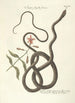 Piscium serpentum insectorum aliorumque nonnullorum animalum nec non plantarum quarundam imagines Pl054 - Mark Catesby — vy av konstverket