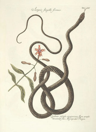 Mark Catesby - Piscium serpentum insectorum aliorumque nonnullorum animalum nec non plantarum quarundam imagines Pl054.webp