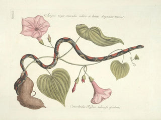 Mark Catesby - Piscium serpentum insectorum aliorumque nonnullorum animalum nec non plantarum quarundam imagines Pl060.webp