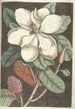 Piscium serpentum insectorum aliorumque nonnullorum animalum nec non plantarum quarundam imagines Pl061 - Mark Catesby — vy av konstverket