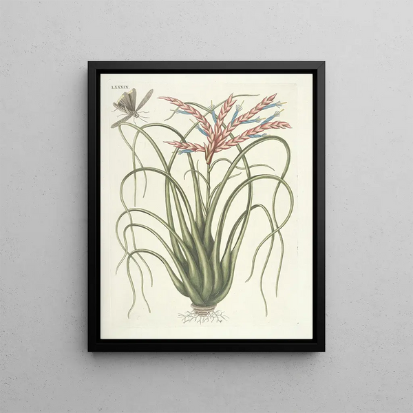 Mark Catesby - Piscium serpentum insectorum aliorumque nonnullorum animalum nec non plantarum quarundam imagines Pl089.webp