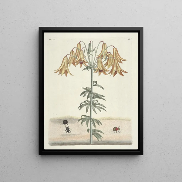 Mark Catesby - Piscium serpentum insectorum aliorumque nonnullorum animalum nec non plantarum quarundam imagines Pl106.webp