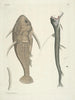 fiskar, ormar, insekter och några andra djur, samt några foton av växter Pl109 - Mark Catesby — vy av konstverket