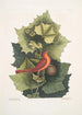 Platinus Occidentalis Le Platane Occidental Muscicapa Rubra Le Tangara d'Été - Mark Catesby — vy av konstverket