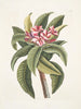 Plumeria - Mark Catesby — vy av konstverket