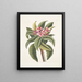 Plumeria - Mark Catesby — inramlat konstverk på väggen
