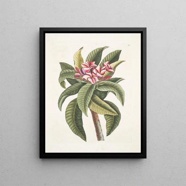 Mark Catesby - Plumeria.webp