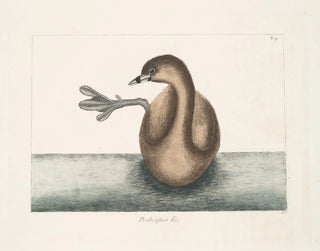 Mark Catesby - Podicipes c Prodicipes minor The PiedBill Dopchick.webp