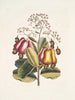 Pomifera c Le Cushew Tree - Mark Catesby — vy av konstverket