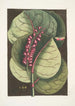 Prunus maritima racemosa Le Raisinier des Mangroves Phalna Caroliniana c - Mark Catesby — inramlat konstverk på väggen