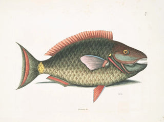 Psittacus och papegojfisk - Mark Catesby — vy av konstverket