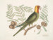 Le perroquet de Caroline - Mark Catesby — vy av konstverket