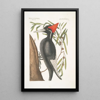 Mark Catesby - Quercus Anpotius Ilex Marilandica folio longo angusto salicis Willow Oak Picus Maximus rostro Albo Largest WhiteBilled Woodpecker.webp