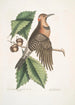 Quercus Castanea foliis procera Arbor Virginiana Chêne Châtaignier Picus carius major alis aureis Le Pic aux Ailes Dorées - Mark Catesby — vy av konstverket