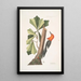 Quercus folio non serrato in summitate quasi triangulo Chêne d'Eau Picus capite toto rubro Le Pic à Tête Rouge - Mark Catesby — inramlat konstverk på väggen