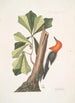Quercus folio non serrato in summitate quasi triangulo Chêne d'Eau Picus capite toto rubro Le Pic à Tête Rouge - Mark Catesby — vy av konstverket