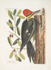 Quercus sempervirens med ovala, icke-sinuata blad, Grön ek Picus maximus cristatubra Den stora röda krontuppen - Mark Catesby — vy av konstverket