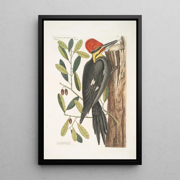 Mark Catesby - Quercus sempervirens foliis oblongis non sinuatis Live Oak Picus maximus cristatubra The large red crested Woodpecker.webp